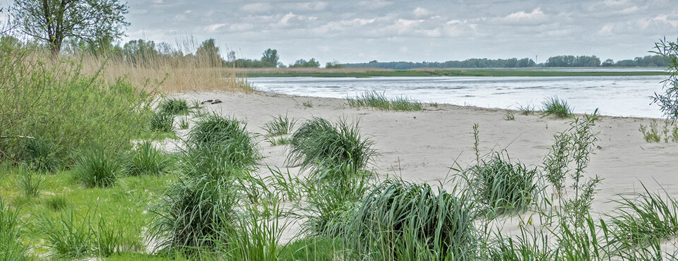 Lebensräume an der Tideelbe (Grauer Ort). Foto Christian C. Schmidt Lebensräume an der Tideelbe (Grauer Ort). Foto Christian C. Schmidt